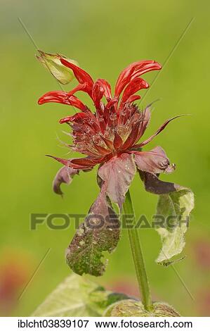 "Crimson Beebalm (Monarda didyma hybrid), blossom, Germany, Europe" View Large Photo Image Stock Photo - "Crimson Beebalm (Monarda didyma hybrid), blossom, Germany, Europe". Fotosearch
