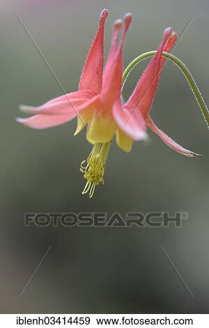"Crimson Columbine (Aquilegia formosa), Haren, Emsland, Lower Saxony, Germany, Europe" View Large Photo Image Stock Photo - "Crimson Columbine (Aquilegia formosa), Haren, Emsland, Lower Saxony, Germany, Europe". Fotosearch