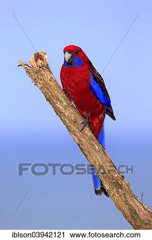 "Crimson Rosella (Platycercus elegans) adult on perch, Wilsons Promontory National Park, Victoria, Australia, Oceania" View Large Photo Image Stock Image - "Crimson Rosella (Platycercus elegans) adult on perch, Wilsons Promontory National Park, Victoria, Australia, Oceania". Fotosearch