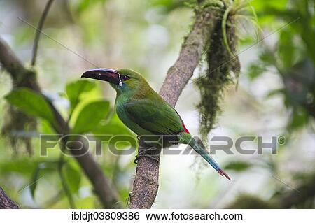 "Crimson-rumped Toucanet (Aulacorhynchus haematopygus), Choco, Ecuador, South America" View Large Photo Image Stock Photograph - "Crimson-rumped Toucanet (Aulacorhynchus haematopygus), Choco, Ecuador, South America". Fotosearch