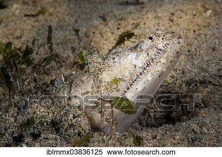 "Crocodile Snake Eel (Brachysomophis crocodilinus), Philippines, Asia" View Large Photo Image Stock Photography - "Crocodile Snake Eel (Brachysomophis crocodilinus), Philippines, Asia". Fotosearch