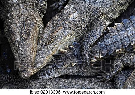 "Crocodiles (Crocodilia), captive breeding, crocodile farm on the Tonle Sap Lake, Siem Reap, Cambodia, Southeast Asia, Asia" View Large Photo Image Stock Photograph - "Crocodiles (Crocodilia), captive breeding, crocodile farm on the Tonle Sap Lake, Siem Reap, Cambodia, Southeast Asia, Asia". Fotosearch