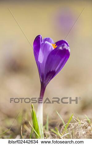 "Crocus (Crocus), Hesse, Germany, Europe" View Large Photo Image Picture - "Crocus (Crocus), Hesse, Germany, Europe". Fotosearch