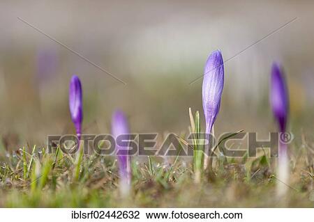 Stock Image - "Crocus (Crocus), Hesse, Germany, Europe". Fotosearch