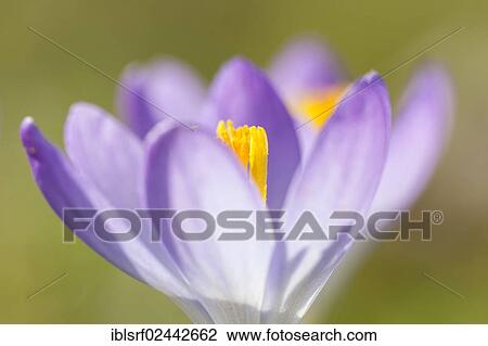 "Crocus (Crocus), Hesse, Germany, Europe" View Large Photo Image Stock Image - "Crocus (Crocus), Hesse, Germany, Europe". Fotosearch