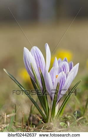 "Crocus (Crocus), Hesse, Germany, Europe" View Large Photo Image Stock Photo - "Crocus (Crocus), Hesse, Germany, Europe". Fotosearch