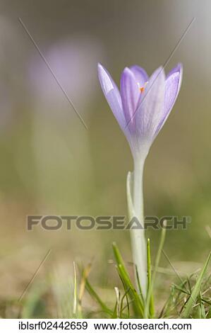 "Crocus (Crocus), Hesse, Germany, Europe" View Large Photo Image Stock Photo - "Crocus (Crocus), Hesse, Germany, Europe". Fotosearch