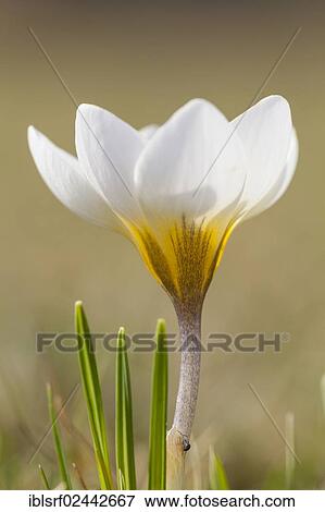"Crocus (Crocus), Hesse, Germany, Europe" View Large Photo Image Stock Photo - "Crocus (Crocus), Hesse, Germany, Europe". Fotosearch