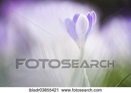 Crocus (Crocus sp. ) View Large Photo Image Stock Image - Crocus (Crocus sp. ). Fotosearch