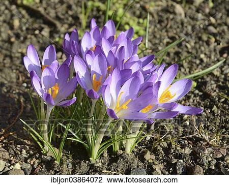 "Crocus (Crocus sp), Sweden, Europe" View Large Photo Image Stock Image - "Crocus (Crocus sp), Sweden, Europe". Fotosearch