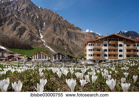 "Crocus meadow in spring, Samnaun, north face of Mt Piz Ot, Albula Alps, Samnaun, Engadin, Unterengadin, Canton of Graubunden, Switzerland, Europe" View Large Photo Image Stock Photography - "Crocus meadow in spring, Samnaun, north face of Mt Piz Ot, Albula Alps, Samnaun, Engadin, Unterengadin, Canton of Graubunden, Switzerland, Europe". Fotosearch