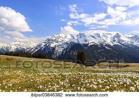 "Crocus meadow in the mountains, Zillertal valley, Tyrol, Austria, Europe" View Large Photo Image Stock Image - "Crocus meadow in the mountains, Zillertal valley, Tyrol, Austria, Europe". Fotosearch