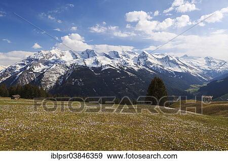 "Crocus meadow in the mountains, Zillertal valley, Tyrol, Austria, Europe" View Large Photo Image Stock Photo - "Crocus meadow in the mountains, Zillertal valley, Tyrol, Austria, Europe". Fotosearch