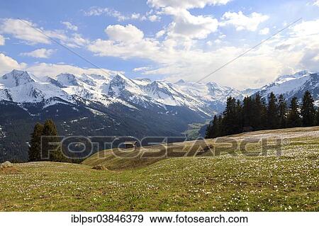 "Crocus meadow in the mountains, Zillertal valley, Tyrol, Austria, Europe" View Large Photo Image Stock Photo - "Crocus meadow in the mountains, Zillertal valley, Tyrol, Austria, Europe". Fotosearch