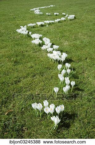 "Crocuses (Crocus longiflorus) in line on a lawn, Sweden, Europe" View Large Photo Image Stock Photo - "Crocuses (Crocus longiflorus) in line on a lawn, Sweden, Europe". Fotosearch
