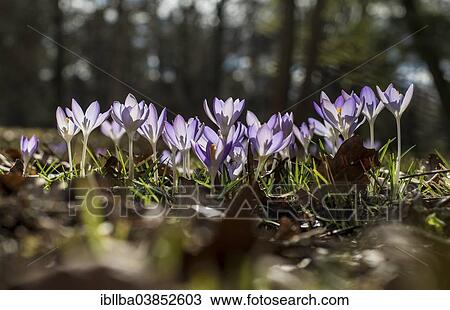 "Crocuses (Crocus sp. ), Botanical Garden, Munich, Upper Bavaria, Bavaria, Germany, Europe" View Large Photo Image Stock Image - "Crocuses (Crocus sp. ), Botanical Garden, Munich, Upper Bavaria, Bavaria, Germany, Europe". Fotosearch