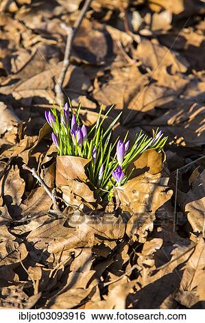 "Crocuses (Crocus sp. ) growing through old autumn leaves, Duisburg, North Rhine-Westphalia, Germany, Europe" View Large Photo Image Stock Photograph - "Crocuses (Crocus sp. ) growing through old autumn leaves, Duisburg, North Rhine-Westphalia, Germany, Europe". Fotosearch