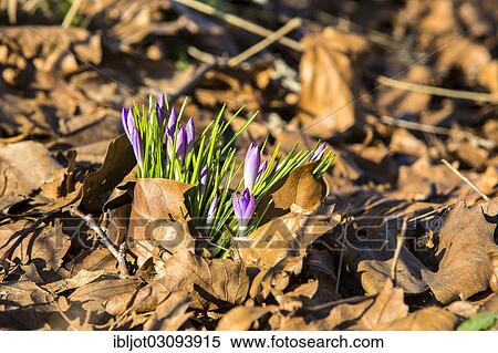 "Crocuses (Crocus sp. ) growing through old autumn leaves, Duisburg, North Rhine-Westphalia, Germany, Europe" View Large Photo Image Stock Photography - "Crocuses (Crocus sp. ) growing through old autumn leaves, Duisburg, North Rhine-Westphalia, Germany, Europe". Fotosearch