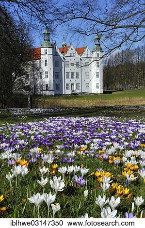 "Crocuses (Crocus sp. ) in front of Schloss Ahrensburg Castle, Ahrensburg, Ahrensburg, Schleswig-Holstein, Germany, Europe" View Large Photo Image Stock Image - "Crocuses (Crocus sp. ) in front of Schloss Ahrensburg Castle, Ahrensburg, Ahrensburg, Schleswig-Holstein, Germany, Europe". Fotosearch