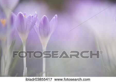 Crocuses (Crocus sp. ) View Large Photo Image Stock Photo - Crocuses (Crocus sp. ). Fotosearch