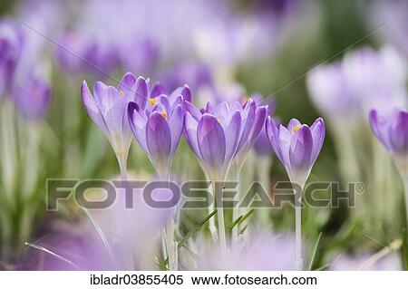 Crocuses (Crocus sp. ) View Large Photo Image Stock Photography - Crocuses (Crocus sp. ). Fotosearch