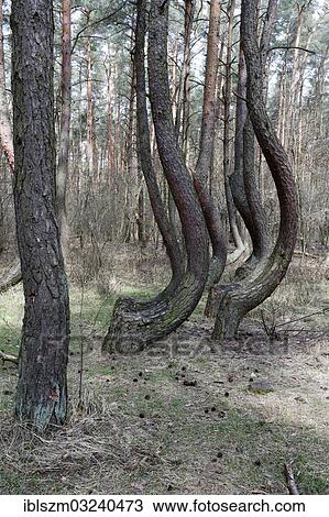 "Crooked Forest, Nadlesnictwo Gryfino, Powiat Gryfi? äski, West Pomeranian Voivodeship, Poland, Europe" View Large Photo Image Stock Image - "Crooked Forest, Nadlesnictwo Gryfino, Powiat Gryfi? äski, West Pomeranian Voivodeship, Poland, Europe". Fotosearch