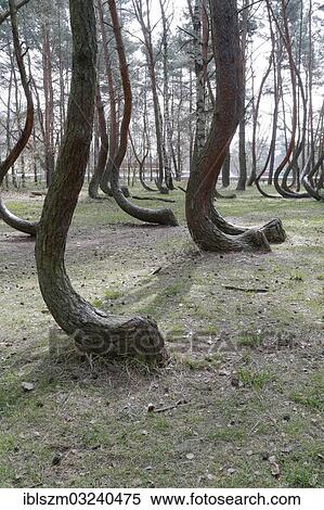Stock Photography - "Crooked Forest, Nadlesnictwo Gryfino, Powiat Gryfi? äski, West Pomeranian Voivodeship, Poland, Europe". Fotosearch