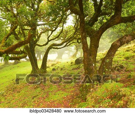 "Crooked laurel trees in a meadow in misty weather, Madeira, Portugal, Europe" View Large Photo Image Stock Image - "Crooked laurel trees in a meadow in misty weather, Madeira, Portugal, Europe". Fotosearch