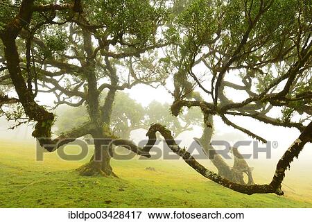 "Crooked laurel trees in a meadow in misty weather, Madeira, Portugal, Europe" View Large Photo Image Stock Photo - "Crooked laurel trees in a meadow in misty weather, Madeira, Portugal, Europe". Fotosearch