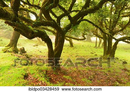 "Crooked laurel trees in a meadow in misty weather, Madeira, Portugal, Europe" View Large Photo Image Stock Photo - "Crooked laurel trees in a meadow in misty weather, Madeira, Portugal, Europe". Fotosearch