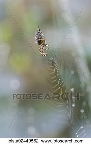 "Cross Spider or Orb-weaving Spider (Araneus sp. ) in its web, at Lake Constance, Germany, Europe" View Large Photo Image Stock Image - "Cross Spider or Orb-weaving Spider (Araneus sp. ) in its web, at Lake Constance, Germany, Europe". Fotosearch
