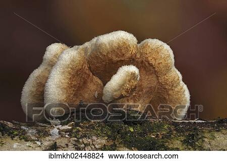 "Crowded Parchment (Stereum rameale), Bad Hersfeld, Hesse, Germany, Europe" View Large Photo Image Picture - "Crowded Parchment (Stereum rameale), Bad Hersfeld, Hesse, Germany, Europe". Fotosearch