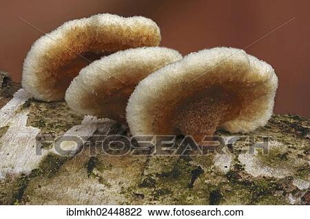 Stock Image - "Crowded Parchment (Stereum rameale), Bad Hersfeld, Hesse, Germany, Europe". Fotosearch