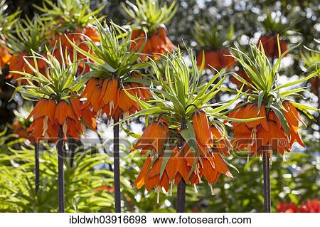 "Crown imperials (Fritillaria imperialis), Baden-Wurttemberg, Germany, Europe" View Large Photo Image Stock Photo - "Crown imperials (Fritillaria imperialis), Baden-Wurttemberg, Germany, Europe". Fotosearch