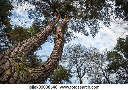 Stock Photograph - "Crown of a pine tree (Pinus), Branitzer Vorpark, Cottbus, Brandenburg, Germany, Europe". Fotosearch