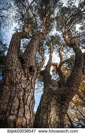 "Crown of an old pine tree (Pinus), Branitzer Vorpark, Cottbus, Brandenburg, Germany, Europe" View Large Photo Image Stock Photo - "Crown of an old pine tree (Pinus), Branitzer Vorpark, Cottbus, Brandenburg, Germany, Europe". Fotosearch