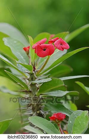 "Crown of Thorns, Christ Plant, Christ Thorn (Euphorbia milii, Euphorbia splendens, Euphorbia bojeri), occurrence in Madagascar, North Rhine-Westphalia, Germany, Europe" View Large Photo Image Stock Image - "Crown of Thorns, Christ Plant, Christ Thorn (Euphorbia milii, Euphorbia splendens, Euphorbia bojeri), occurrence in Madagascar, North Rhine-Westphalia, Germany, Europe". Fotosearch