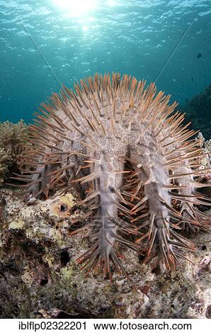 "Crown-of-thorns Starfish (Acanthaster planci), adult, on reef, Ternate Island, Maluku Islands, Banda Sea, Indonesia, Southeast Asia, Asia" View Large Photo Image Stock Image - "Crown-of-thorns Starfish (Acanthaster planci), adult, on reef, Ternate Island, Maluku Islands, Banda Sea, Indonesia, Southeast Asia, Asia". Fotosearch