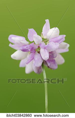 "Crown Vetch (Securigera varia), blossom, North Rhine-Westphalia, Germany, Europe" View Large Photo Image Stock Image - "Crown Vetch (Securigera varia), blossom, North Rhine-Westphalia, Germany, Europe". Fotosearch