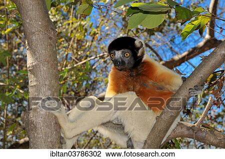 Stock Image - "Crowned Sifaka (Propithecus coronatus) on a tree branch, Mahajanga, Madagascar, Africa". Fotosearch