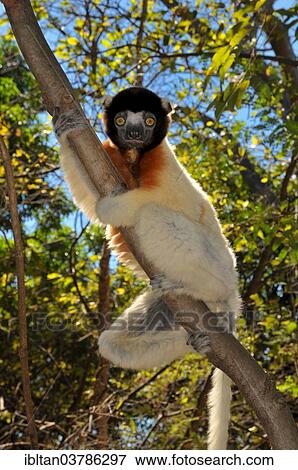 "Crowned Sifaka (Propithecus coronatus) clinging to a tree branch, Mahajanga, Madagascar, Africa" View Large Photo Image Stock Photo - "Crowned Sifaka (Propithecus coronatus) clinging to a tree branch, Mahajanga, Madagascar, Africa". Fotosearch