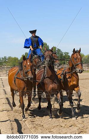 Stock Photography - "Csikos standing on horses, Tanyacsarda Stud, Kecskemet, Puszta, Hungary, Europe". Fotosearch