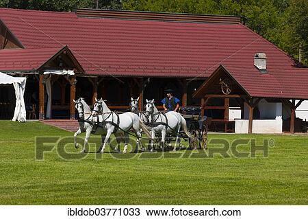 "Csikos with a horse-drawn carriage, Tanyacsarda Stud, Kecskemet, Puszta, Hungary, Europe" View Large Photo Image Stock Image - "Csikos with a horse-drawn carriage, Tanyacsarda Stud, Kecskemet, Puszta, Hungary, Europe". Fotosearch