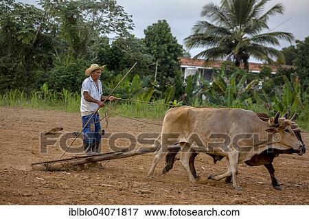 "Cuban farmer on a cattle-drawn plow, Vinales, Pinar del Rio Province, Cuba, North America" View Large Photo Image Stock Photo - "Cuban farmer on a cattle-drawn plow, Vinales, Pinar del Rio Province, Cuba, North America". Fotosearch