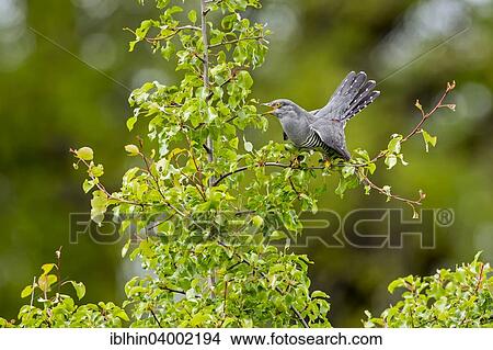 "Cuckoo (Cuculus canorus), perched, calling, Saxony-Anhalt, Germany, Europe" View Large Photo Image Picture - "Cuckoo (Cuculus canorus), perched, calling, Saxony-Anhalt, Germany, Europe". Fotosearch
