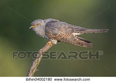 "Cuckoo (Cuculus canorus), perched, calling, Saxony-Anhalt, Germany, Europe" View Large Photo Image Stock Image - "Cuckoo (Cuculus canorus), perched, calling, Saxony-Anhalt, Germany, Europe". Fotosearch