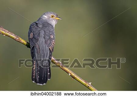 "Cuckoo (Cuculus canorus), perched, Saxony-Anhalt, Germany, Europe" View Large Photo Image Stock Photo - "Cuckoo (Cuculus canorus), perched, Saxony-Anhalt, Germany, Europe". Fotosearch