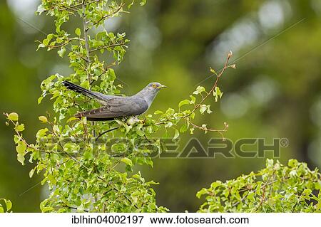 "Cuckoo (Cuculus canorus), perched, Saxony-Anhalt, Germany, Europe" View Large Photo Image Stock Photo - "Cuckoo (Cuculus canorus), perched, Saxony-Anhalt, Germany, Europe". Fotosearch