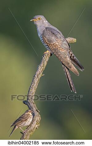 "Cuckoo (Cuculus canorus) sharing perch with a Meadow Pipit (Anthus pratensis), Saxony-Anhalt, Germany, Europe" View Large Photo Image Stock Photography - "Cuckoo (Cuculus canorus) sharing perch with a Meadow Pipit (Anthus pratensis), Saxony-Anhalt, Germany, Europe". Fotosearch