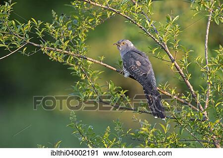 Stock Image - "Cuckoo (Cuculus canorus), Saxony-Anhalt, Germany, Europe". Fotosearch